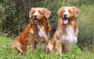 Описание новошотландского ретривера с фото, характер толлера и особенности содержания представителей породы, питомники