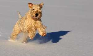 Описание пшеничного терьера с фото: экстерьер и характер уитена, содержание ирландской мягкошерстной собаки, выбор щенка