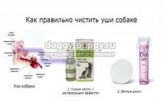 Чтобы уши у собаки были чистыми и не болели. Полезные советы при уходе за ушами
