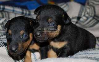 Щенки ягдтерьера: фото, цена и особенности