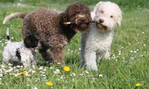 Фото и описание итальянской водяной собаки Лаготто-романьоло, особенности содержания и ухода
