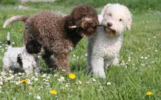Фото и описание итальянской водяной собаки Лаготто-романьоло, особенности содержания и ухода