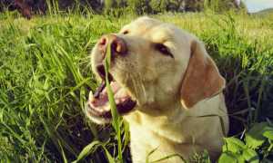 Что нужно делать, если собака отравилась: признаки отравления, первая помощь и лечение в домашних условиях