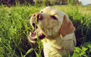 Что нужно делать, если собака отравилась: признаки отравления, первая помощь и лечение в домашних условиях