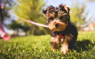 Как приучить щенка или взрослую собаку ходить в туалет на улицу или в одно место в квартире или доме?