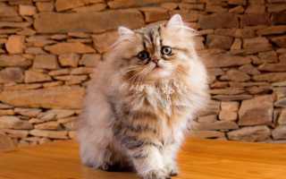 4 породы котов с приплюснутой мордой