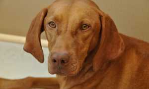 Фото венгерской выжлы: описание породы и характер собак, стандарт и разновидности, особенности содержания