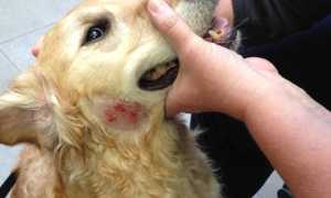 Причины мокнущей экземы у собак, симптомы с фото и лечение в домашних условиях