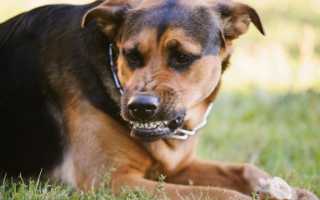 Симптомы бешенства у собак, пути передачи, особенности лечения и прогноз