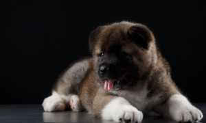 Описание американской акиты с фото, характеристика и разновидности породы, продолжительность жизни и особенности ухода