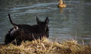 Отличительные черты скотч-терьера: внешний вид с фото, вес и размеры, разновидности окраса