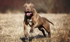 Описание породы питбуль, разновидности и внешний вид собаки с фото, особенности ухода и стоимость щенков