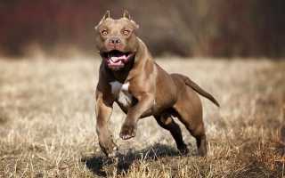 Описание породы питбуль, разновидности и внешний вид собаки с фото, особенности ухода и стоимость щенков