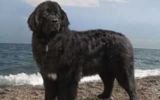 Порода ньюфаундленд: характеристика взрослой собаки водолаза и щенков