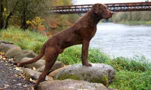 Короткошерстные и гладкошерстные породы собак: маленькие, средних размеров и большие с фотографиями и названиями