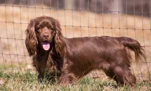 Виды спаниелей с названиями и фотографиями: описания всех пород этой группы