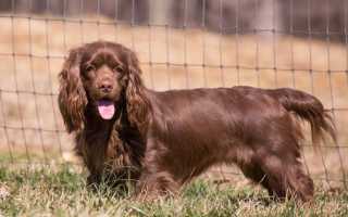 Виды спаниелей с названиями и фотографиями: описания всех пород этой группы