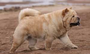 Описание породы короткошерстного чау-чау смуфа с фото, особенности содержания гладкошерстной собаки