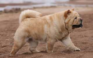 Описание породы короткошерстного чау-чау смуфа с фото, особенности содержания гладкошерстной собаки