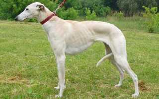 Внешний вид хортой борзой по стандарту породы, типы и окрас шерсти, особенности ухода за собакой