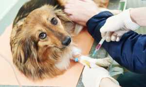 У собаки повышены эозинофилы, лимфоциты или нейтрофилы: расшифровка биохимического анализа крови, таблица с нормами