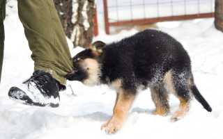 Как щенка или взрослую собаку отучить кусаться и хватать хозяев за ноги, почему питомец постоянно пытается укусить?