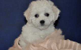 Бишон фризе: фото, цена и особенности