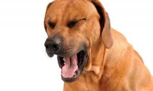 Почему собака может кашлять так, как будто подавилась и пытается отрыгнуть: диагностика и лечение возможных патологий