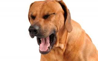 Почему собака может кашлять так, как будто подавилась и пытается отрыгнуть: диагностика и лечение возможных патологий