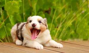 Как научить щенка или взрослую собаку командам в домашних условиях: основы самостоятельной дрессировки