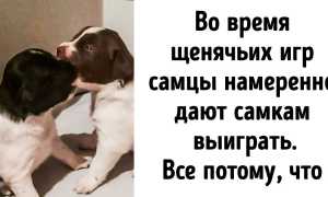 Собаки делают нашу жизнь лучше, 7 фактов