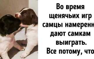 Собаки делают нашу жизнь лучше, 7 фактов