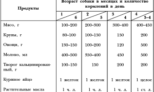 Правильное кормление и рацион питания щенков немецкой овчарки с 1 месяца жизни