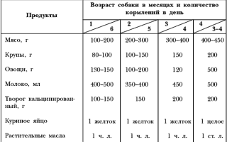Правильное кормление и рацион питания щенков немецкой овчарки с 1 месяца жизни