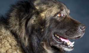 Кавказские овчарки: внешний вид на фото, происхождение, разновидности и характеристика породы собак