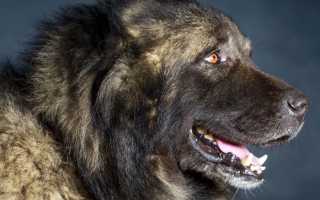 Кавказские овчарки: внешний вид на фото, происхождение, разновидности и характеристика породы собак