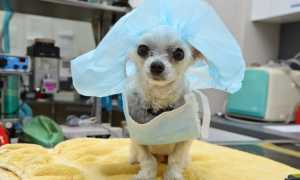 Плюсы и минусы стерилизации собак: в каком возрасте лучше стерилизовать животное, можно ли это делать во время течки?