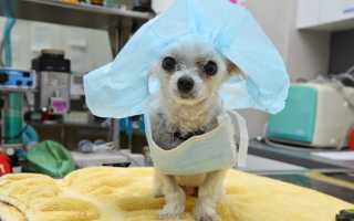 Плюсы и минусы стерилизации собак: в каком возрасте лучше стерилизовать животное, можно ли это делать во время течки?