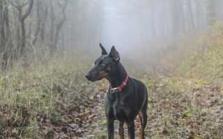 Описание и характеристика добермана-пинчера, фото собаки и особенности содержания, плюсы и минусы породы