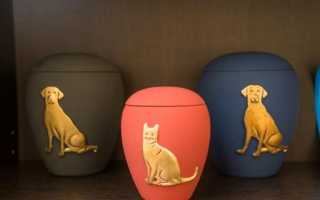 Усыпление и кремация домашнего животного