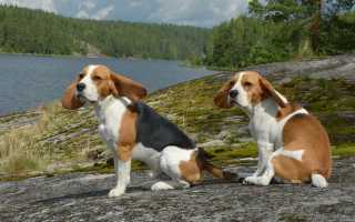 Собаки с длинными и большими ушами: список самых популярных пород с фотографиями и описаниями