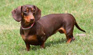 Такса: описание характера и внешнего вида собаки по стандарту породы с фото, особенности ухода и содержания