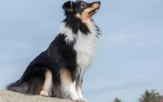 Шелти: внешний вид собаки с фото и другие характеристики по стандарту породы, особенности ухода и разведения