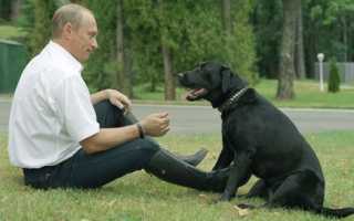 Собаки Путина: история, клички и породы президентских любимцев