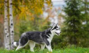 Как воспитывать и дрессировать хаски в домашних условиях, бороться с вредными привычками питомца: нюансы дрессировки