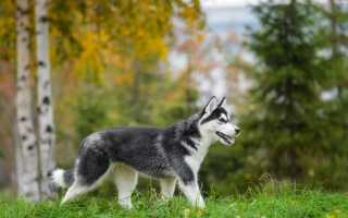Как воспитывать и дрессировать хаски в домашних условиях, бороться с вредными привычками питомца: нюансы дрессировки