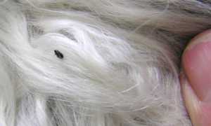 Как в домашних условиях вывести блох и клещей у собаки: эффективные средства – капли, мази, спреи – и народные способы