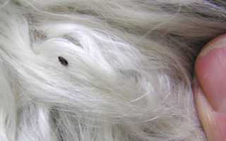 Как в домашних условиях вывести блох и клещей у собаки: эффективные средства – капли, мази, спреи – и народные способы