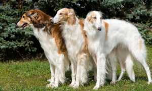 Фото русской псовой борзой, происхождение и описание охотничьей породы собак