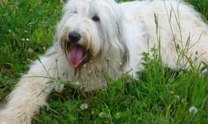 Описание южнорусской овчарки с фото: особенности породы, внешний вид и характер собаки